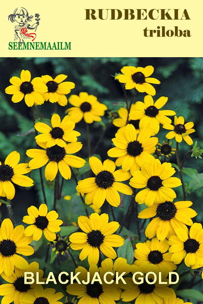 Three-leaved Coneflower "Blackjack Gold" (Browneyed Susan, Thin-leaved Coneflower)